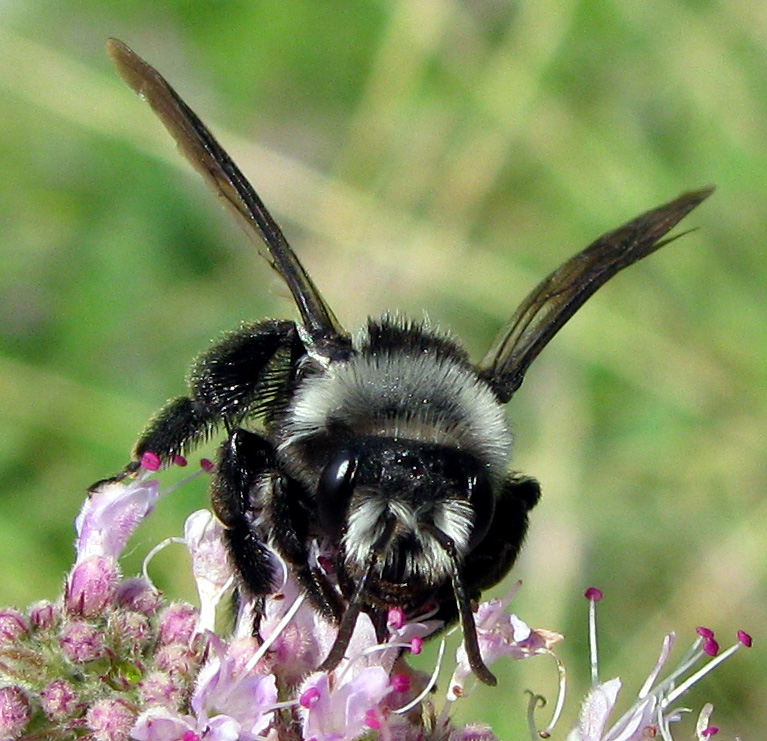 Andrena cineraria (Apidae Andreninae)